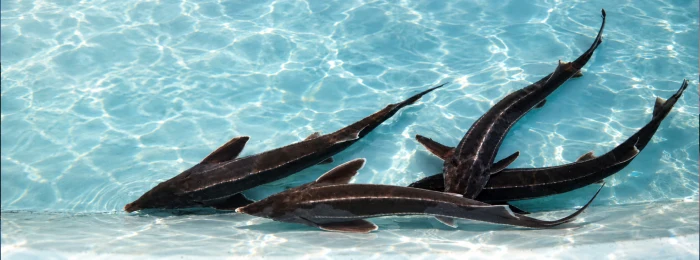 Sturgeon in a pool