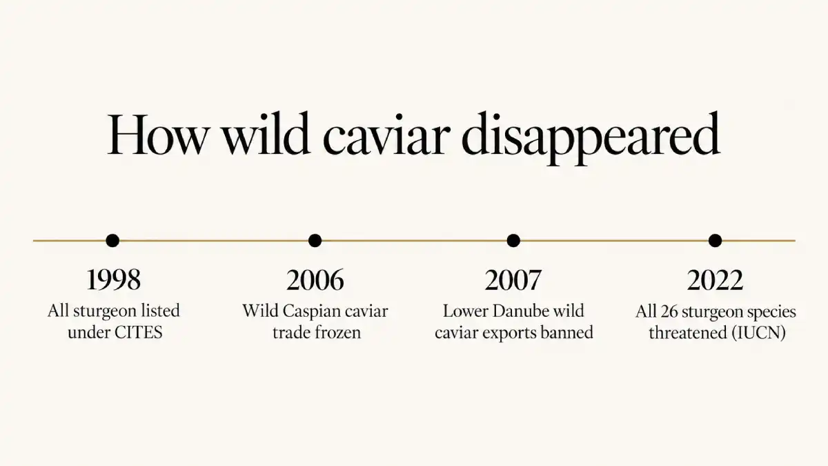 Timeline of how wild caviar disappeared, from CITES listing in 1998 to the 2022 IUCN assessment